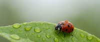 Red ladybug with black spots crawling on fresh green leaf covered with morning dew drops in natural garden setting for nature and wildlife themes.