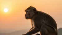 Contemplative monkey silhouette against golden sunset sky, primate sitting peacefully in warm evening light creating serene wildlife moment for meditation concepts.