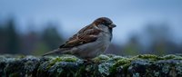 Small brown sparrow perched on moss-covered stone wall against blurred natural background. Wildlife photography capturing peaceful moment in nature.