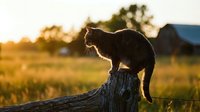 Cat silhouette sitting on wooden log during golden hour sunset in rural countryside with warm backlighting and peaceful farm landscape background.
