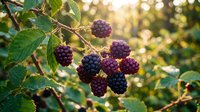 Fresh ripe blackberries hanging on thorny bush branch with green leaves in natural garden setting during golden hour sunlight for healthy eating concepts.