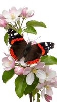 Red admiral butterfly perched on delicate pink and white apple blossoms with green foliage, isolated on white background for design and nature projects.