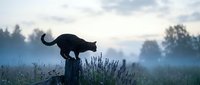 Black cat silhouette walking on wooden fence post in misty morning landscape with lavender flowers and dramatic cloudy sky for pet and nature themes.