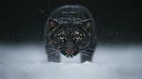 Majestic tiger prowling through deep snow in winter wilderness, powerful predator hunting in snowy forest during cold season for wildlife photography.