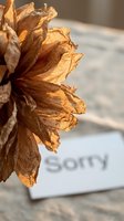 Dried golden flower with a sorry note card in soft bokeh background, evoking apology, regret, and emotional healing concepts.