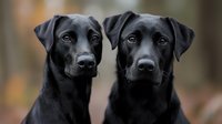Two black Labrador Retrievers sitting side by side outdoors, displaying alert expressions and glossy coats against natural blurred background, capturing loyal companionship.