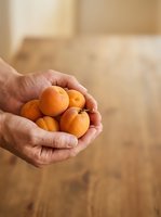 Mature adult hands holding fresh apricots indoors, showcasing organic produce for healthy eating, nutrition, and food marketing purposes.