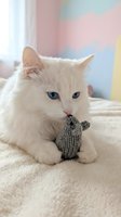 White fluffy cat with striking blue eyes playing with gray knitted toy mouse on beige blanket, pastel colored wall background, pet playtime and entertainment.