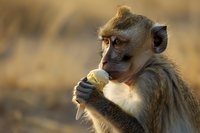 Young macaque monkey eating fruit against blurred natural background, close-up portrait showing expressive face and detailed fur in warm evening light.