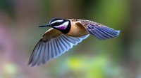 Small songbird in flight with outstretched wings against blurred natural background. Wildlife photography capturing bird motion and grace in outdoor habitat.