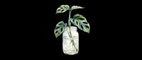 Watercolor monstera cutting in a glass jar with roots, isolated on transparent background. Great for stickers, t-shirt design, print on demand, and clipart.
