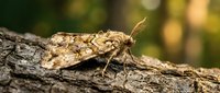 Brown mottled moth with intricate wing patterns resting on textured tree bark in natural forest habitat with soft bokeh background lighting.