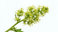 Fresh green flowering plant branch with clustered buds and blooms isolated on white background, suitable for botanical designs, nature graphics, and educational materials.