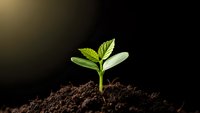 Young green plant seedling emerging from rich dark soil against black background with warm sunlight creating growth and new life concept.