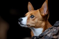 Alert red and white Basenji dog with bright blue eyes looking sideways against dark background. Purebred canine portrait showcasing attentive expression and distinctive features.