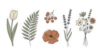Botanical line art illustrations featuring tulip, fern, poppy, lavender and wildflower bunches in muted earth tones, isolated on white background for design projects.