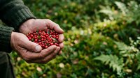 Red currants in farmer's hands against green foliage background. Fresh berries harvested from garden, suitable for food, agriculture, and harvest-themed projects.