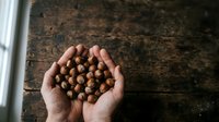 Young adult male with medium skin tone holding handful of chickpeas or legume seeds in cupped hands over rustic wooden surface for cooking and nutrition concepts.