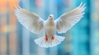 White dove with spread wings flying against blurred turquoise background, front view. Graceful bird symbolizing peace and freedom in soft natural lighting.