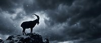 Mountain goat silhouette standing on rocky cliff against dramatic stormy sky with stars and clouds for outdoor adventure and wilderness themes.