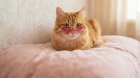 Adorable orange tabby cat wearing pink heart-shaped sunglasses lying on soft pink bedding in cozy bedroom interior for pet fashion and lifestyle content.
