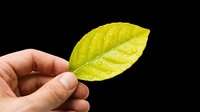 Hand holding a fresh green leaf with water droplets, isolated on transparent background, ready for eco, nature, and wellness designs, stickers, and print on demand.