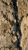 Lizard camouflaged on textured stone surface with sandy coloring, blending into rocky terrain for wildlife and nature photography.