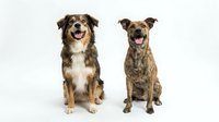 Two happy mixed breed dogs sitting together on white background, perfect for pet care advertising, veterinary services, and animal adoption campaigns.