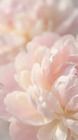 Soft pink peony flower with delicate water droplets on petals creating dreamy romantic atmosphere for wedding invitations and feminine design projects.