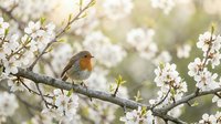 Small robin bird perched on blooming cherry tree branch with white flowers in soft spring sunlight for nature and seasonal garden themes.