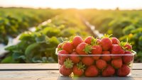 Fresh ripe strawberries in plastic container on wooden table with green farm field background at golden hour sunset for healthy organic food concepts.