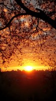 Dramatic golden sunset over city skyline silhouette framed by tree branches with autumn leaves against vibrant orange and yellow sky background.