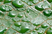 Fresh green leaf surface with water droplets after rain showing natural texture and veins. Macro photography captures morning dew for nature and environmental themes.