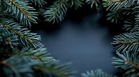 Fresh pine branches frame dark moody background creating natural border composition with copy space for winter holiday designs and seasonal messages.