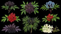Elderberry plant collection with berries and leaves in multiple varieties, isolated on transparent background. Great for botanical clipart, t-shirt design, stickers, print on demand.