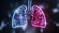 Glowing anatomical lungs in blue and pink colors on dark background showing detailed bronchial structure and respiratory system visualization for medical concepts.