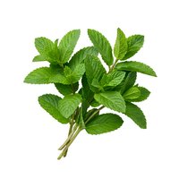 Fresh mint bunch with vibrant green leaves isolated on white background, ready for culinary, beverage, and design applications.