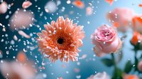 Dreamy pink gerbera daisy and rose flowers with falling petals against blue bokeh background, romantic floral composition with soft focus effect.