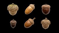 Six detailed acorns in various sizes and shades isolated on transparent background, ready for fall clipart, stickers, t-shirt design, and print on demand use.