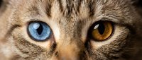 Close-up of tabby cat face showing striking heterochromia with one blue eye and one amber eye. Detailed feline portrait perfect for pet care designs.