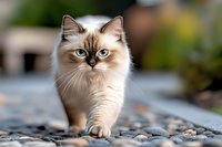 Ragdoll cat with blue eyes walking on stone path, soft cream colored fur and dark points, shallow depth of field creates dreamy outdoor portrait of feline.