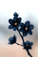 Elegant dark blue flowers with golden stamens against soft blurred background. Moody botanical macro photography with selective focus creates dramatic atmosphere.