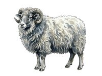 Woolly ram with curved horns standing in profile on white background, isolated livestock illustration for agricultural design and educational materials.