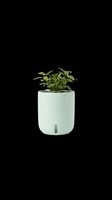 Small green plant in a mint ceramic pot, isolated on transparent background. Great for stickers, print on demand, T-shirt design, clipart, and sublimation projects.