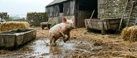 Pig standing in muddy farmyard near rustic barn and hay, suitable for agricultural, rural lifestyle, and farm animal content.