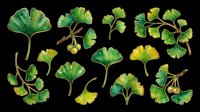 Ginkgo biloba leaves and branches set, isolated on transparent background, ready for stickers, sublimation, t-shirt design, and print on demand clipart use.