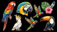 Colorful tropical bird collection featuring macaws, parrots, cockatoos, and toucans isolated on transparent background. Ready for t-shirt designs, clipart, stickers, sublimation, and print-on-demand products.