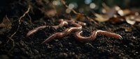 Pink earthworms crawling through dark rich soil with organic matter and fallen leaves in natural garden environment for composting and agriculture.