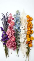 Colorful dried flower arrangement with lavender, ranunculus, delphinium, cotton, ferns and calendula on white background for crafts and decoration.