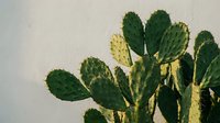 Prickly pear cactus with green and yellow paddle-shaped stems against neutral background, suitable for botanical, desert, and nature design projects.